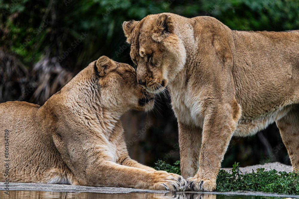 photographs of lions and lionesses, resting freely photographs of lions and lionesses, resting freely