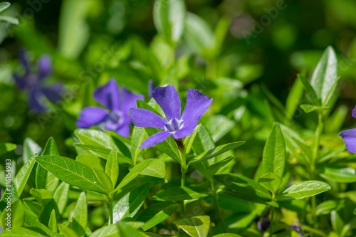 Vinca minor lesser periwinkle flowers in bloom, common periwinkle flowering plants, blue purple ornamental creeping flower