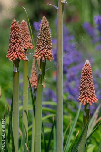 Kniphofia uvaria bright orange red ornamental flowering plants on tall stem, group tritomea torch lily red hot poker flowers