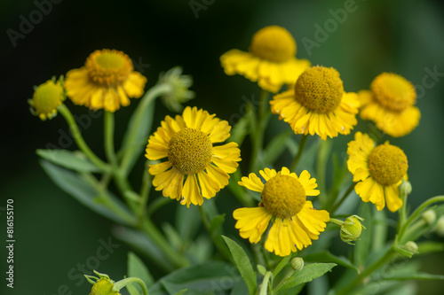 Helenium autumnale common sneezeweed in bloom, bunch of yellow flowering flowers, tall shrub photo