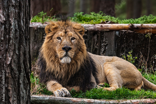 photographs of lions and lionesses  resting freely