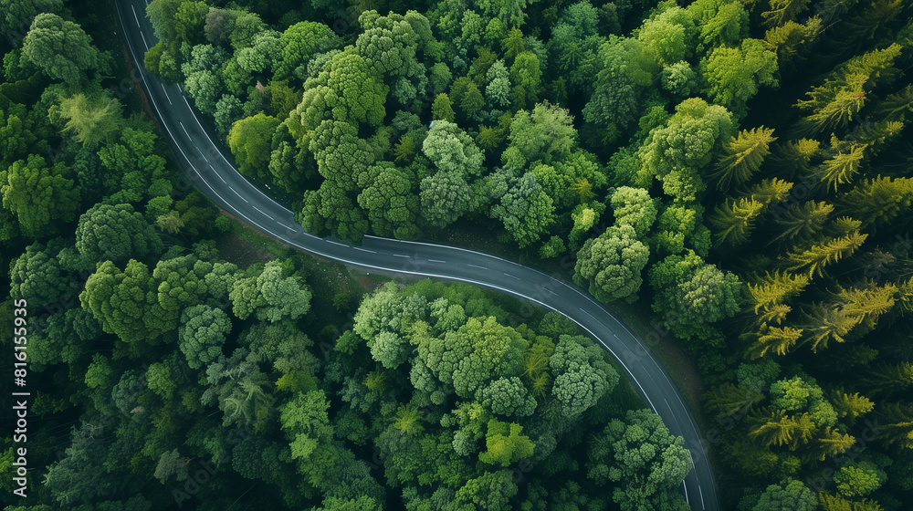 photo of road through a forest photo of road through a forest