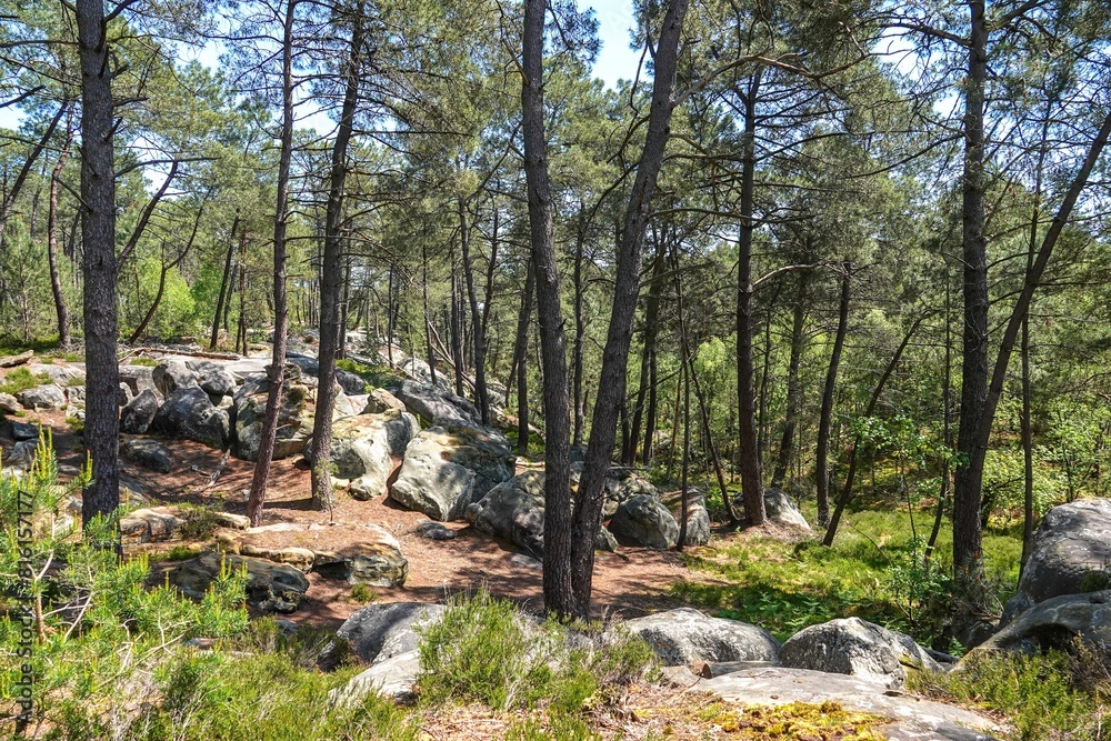 Vue sur une partie clairsemée et rocheuse de la forêt de Fontainebleau, avec tons vifs Vue sur une partie clairsemée et rocheuse de la forêt de Fontainebleau, avec tons vifs