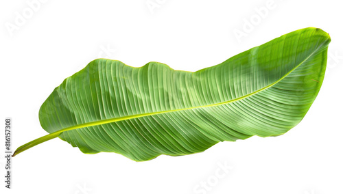 Ravenala madagascariensis leaf  Traveller s Tree tropical isolated on white background  top angle view with clipping path.