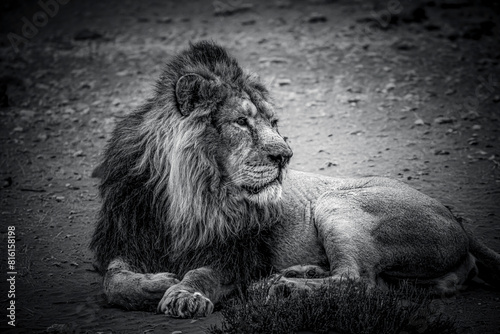 black and white photographs of lions and lionesses resting