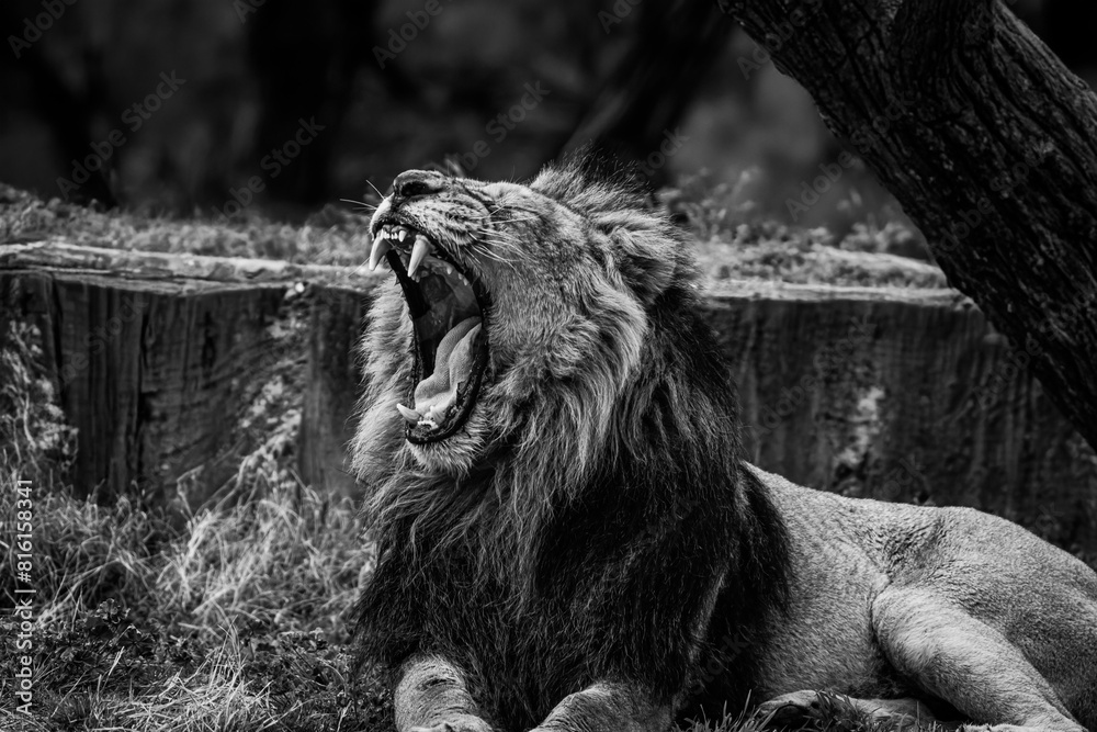 black and white photographs of lions