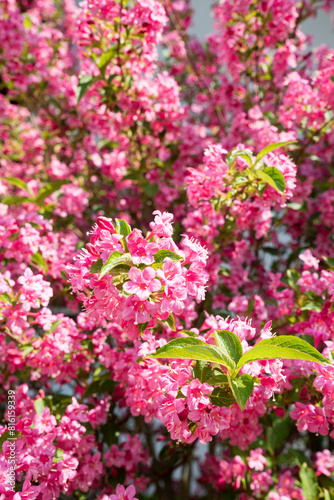 Fototapeta Naklejka Na Ścianę i Meble -  closeup of a blooming pink weigelia bush