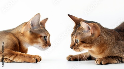 A pair of inquisitive ginger kittens gaze intensely at each other, poised face to face on a white backdrop © Damerfie