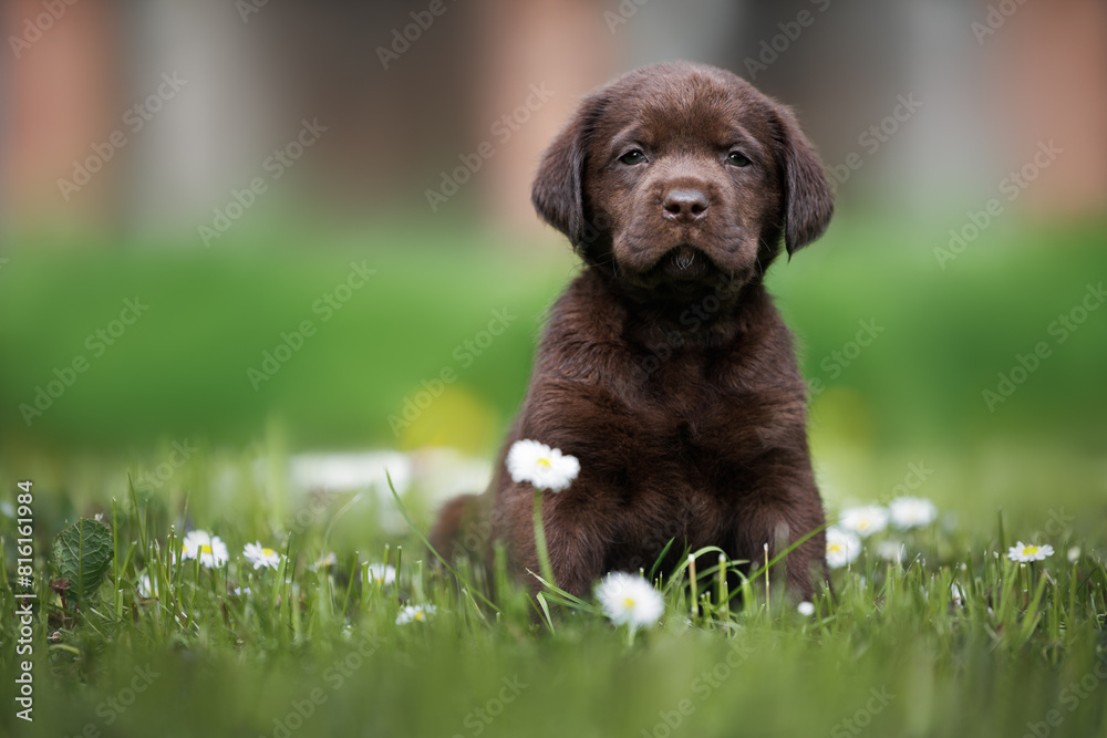 chocolate labrador puppy sitting on grass in summer