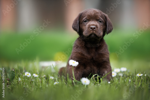 chocolate labrador puppy sitting on grass in summer