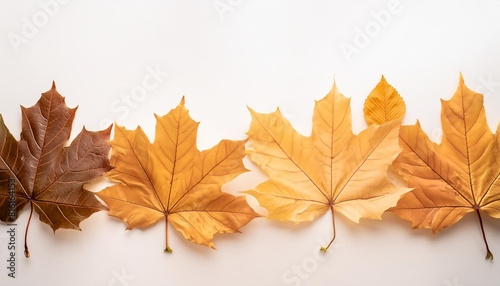 autumn leaves on a white background copy space banner