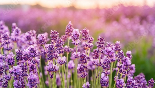 close up lavender flowers in beautiful field at sunset