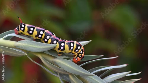 Black coloured caterpillar feeding on spurge leaves, Spurge Hawk, Hyles Euphorbiae photo