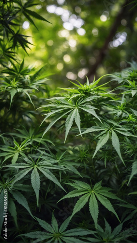 Verdant Canopy  Marijuana Leaves Creating a Green Foliage Background