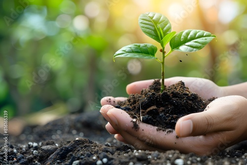 Person planting small tree in soil