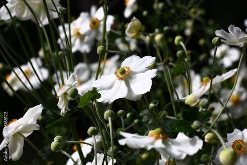 Bright white flowers anemone japonica. Large number of buds against a dark background.