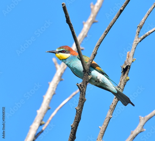 Merops apiaster posing on the branch in wildlife.