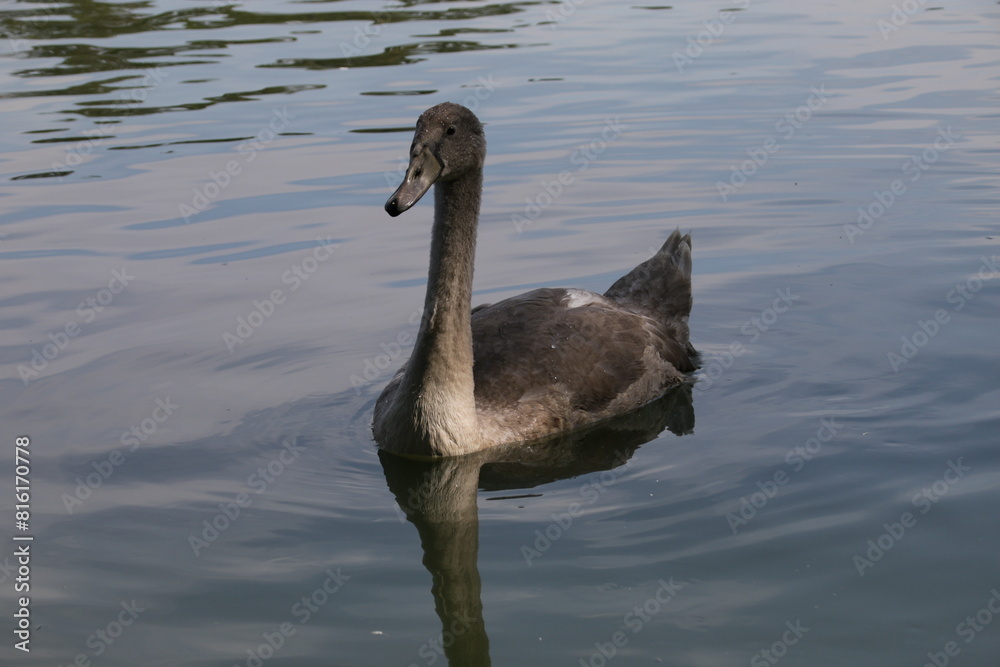 Junger Höckerschwan