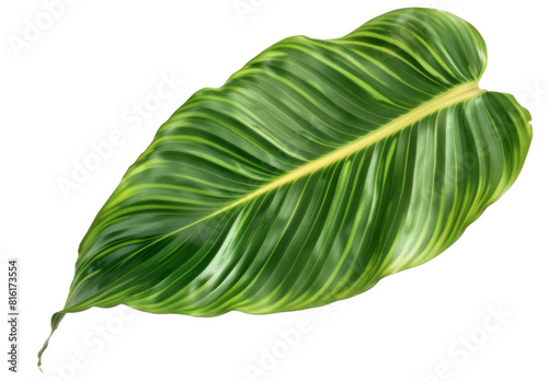 Calathea lutea foliage,(Cigar Calathea, Cuban Cigar),Calathea leaf,Exotic tropical leaf, isolated on white background photo