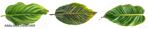 Calathea lutea foliage,(Cigar Calathea, Cuban Cigar),Calathea leaf,Exotic tropical leaf, isolated on white background photo