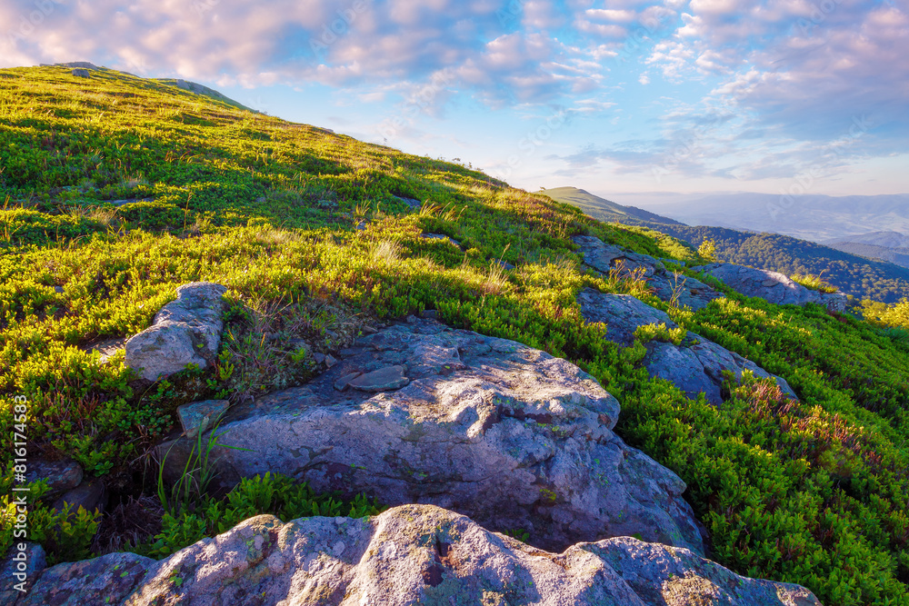 landscape with stone on the grassy hillside at sunrise. carpathian mountains in perechyn district of ukraine. beautiful nature of transcarpathia region