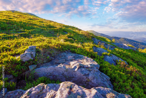 landscape with stone on the grassy hillside at sunrise. carpathian mountains in perechyn district of ukraine. beautiful nature of transcarpathia region