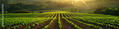 Banner Farmland and farm field in rural. Panoramic view of the agricultural field. Idyllic rural scene in sunset light. photo