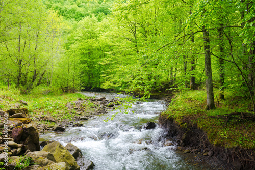 water source of turiya river of ukraine in spring. beautiful nature landscape in the primeval carpathian forest. beech trees along the creek in ambient light on a cloudy day