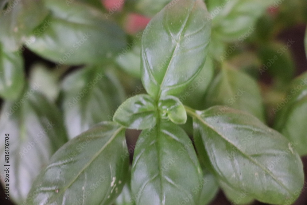 basil basil
