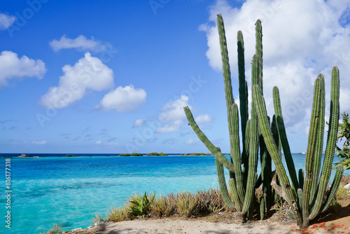 Organ-pipe cactus tree in Pos Chiquito Beach Park Aruba