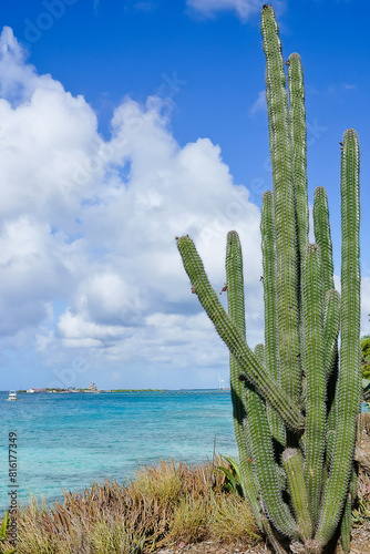 Organ-pipe cactus tree in Pos Chiquito Beach Park Aruba