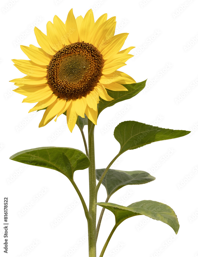 Fototapeta premium Fleur de tournesol 
