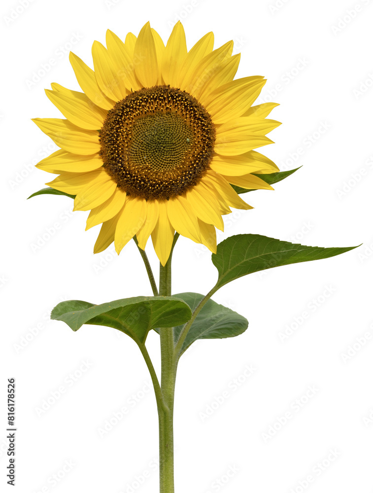 Fototapeta premium Fleur de tournesol 