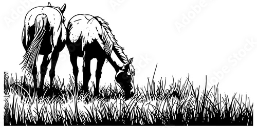 Illustration of two horses grazing in a grassy field 