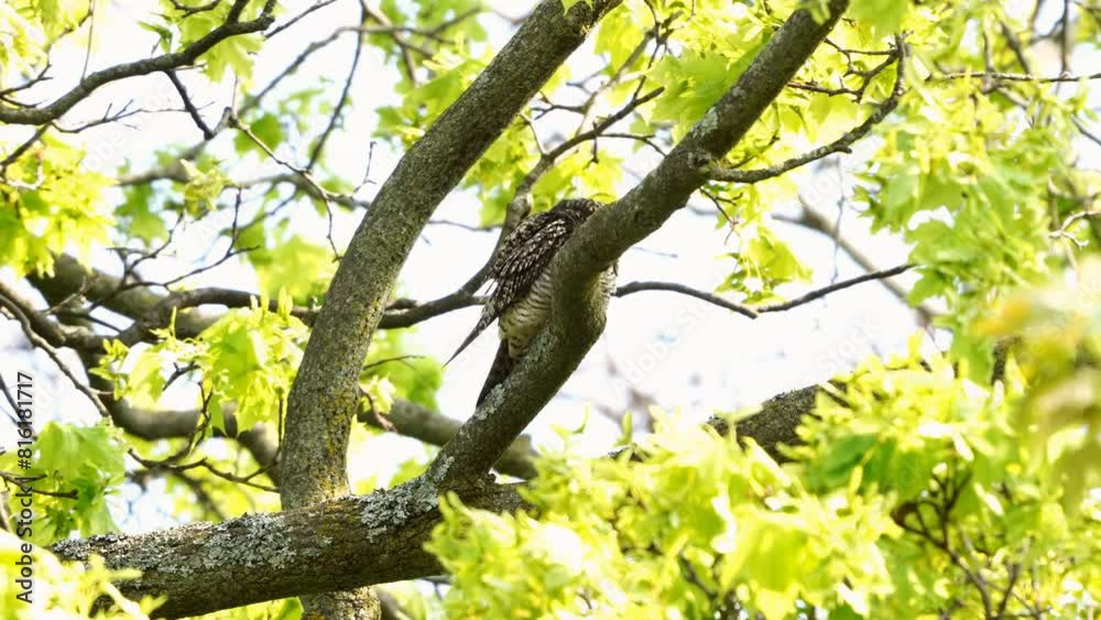 Nighthawk preening itself on a tree branch in Toronto in the spring
