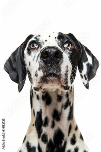 Beautiful Dalmatian Dog Portrait  Studio Shot on White Background