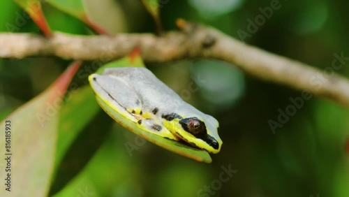 Heterixalus madagascariensis is a species of frog in the family Hyperoliidae endemic to Madagascar. Its natural habitats are subtropical or tropical dry forests. photo