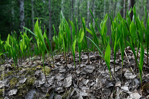 lily of the valley sprouts make their way through withered leaves in the spring