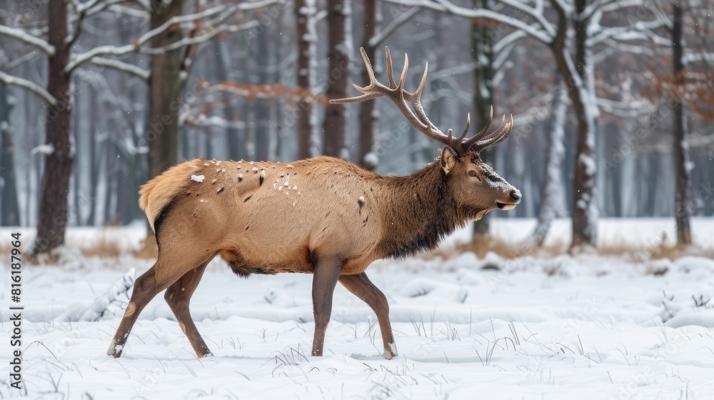 Snow Woods. Wild Brown Elk Walking in Winter Forest of Norway Snow Woods. Wild Brown Elk Walking in Winter Forest of Norway