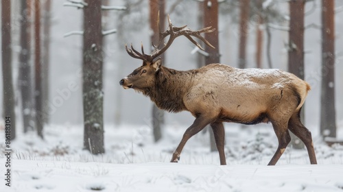 Snow Woods. Wild Elk Walking in Winter Forest in Norway