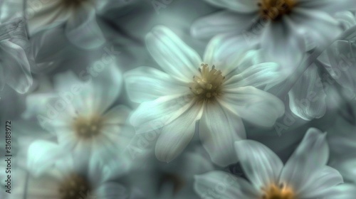   A close-up of a bouquet of flowers with a fuzzy picture of the blossoms at the base of the photo
