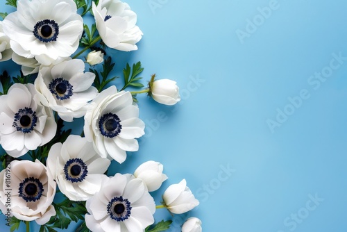 Blue Background Flowers. Beautiful Blooming Anemone Blossoms on Blue Background photo