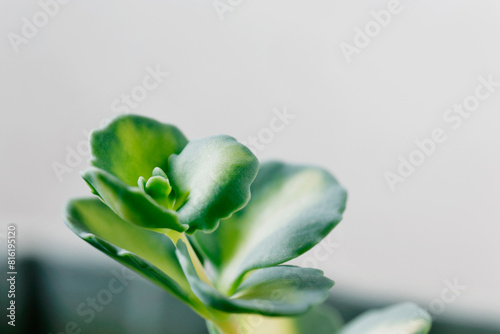 Succulent perennial  Japanese stonecrop