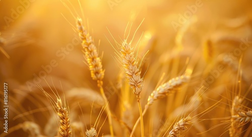 Harvest Background. Photo of Wheat Spikelets in Summer Field