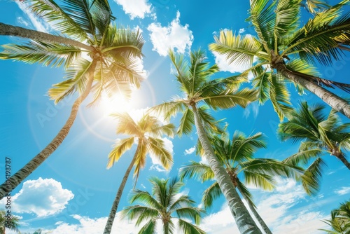 Trees Sunshine. Tropical Palm Trees in Paradise with Blue Skies and Sunshine