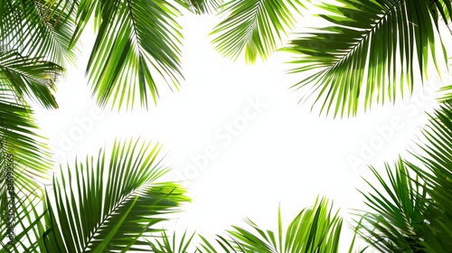 Palm Tree Branch Border And White Background 