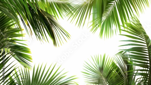 Palm Tree Branch Border And White Background  © Jalal