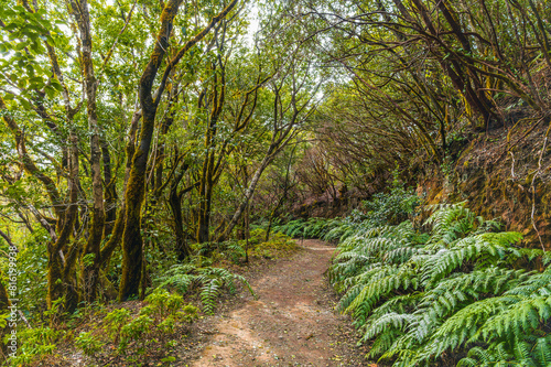 Discover the lush Anaga Mountains in Tenerife, a hiker paradise with ancient forests, stunning peaks, and rich biodiversity, perfect for nature enthusiasts and photography. photo