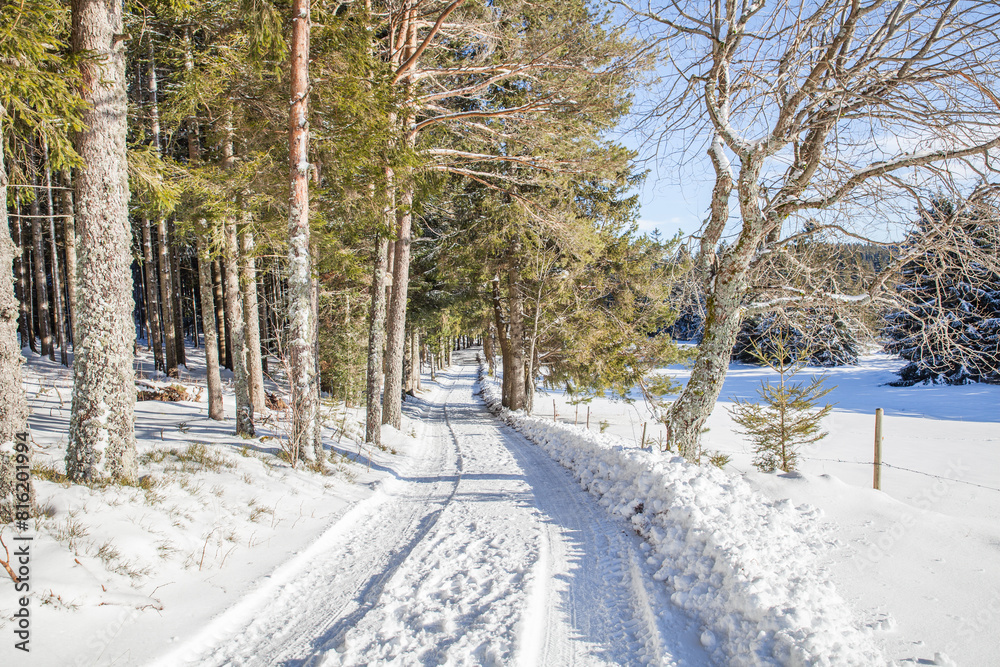 Obraz premium snow covered trees at Blindensee Germany 