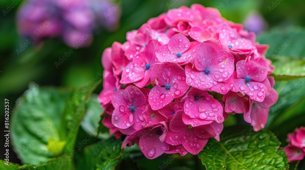 Hydrangea flower A beautiful blue flower with a green stem Hydrangea flower A beautiful blue flower with a green stem